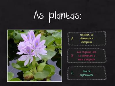  As  Plantas