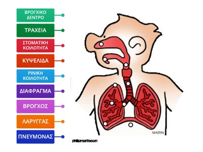 Αναπνευστικό Σύστημα