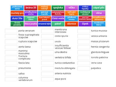 Slovní zásoba 1. deklinace - lékařská latina