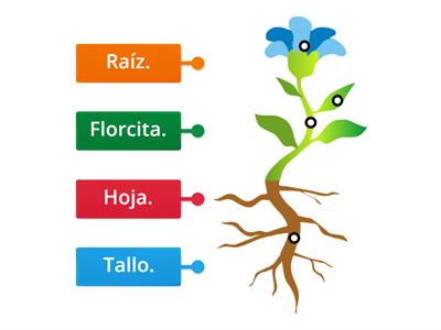 Partes de las plantas para niños.