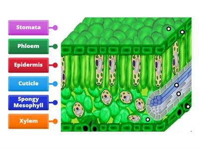 Internal Structure of a Leaf