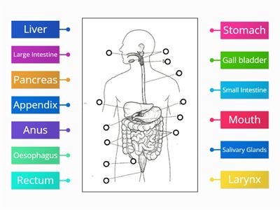 LLS Digestive System Diagram