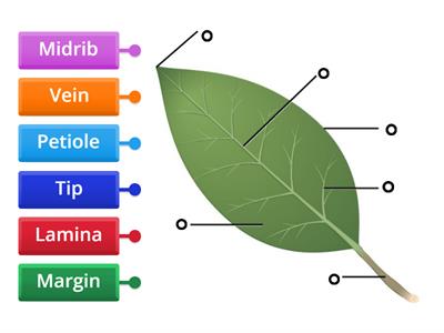 Parts of a simple leaf