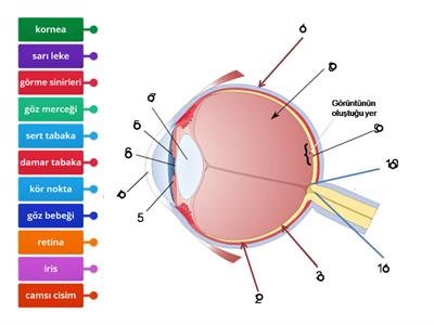 6. sınıf duyu organları Gözün yapısı