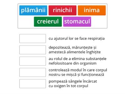 OGRANELE INTERNE MAJORE ALE CORPULUI OMENESC