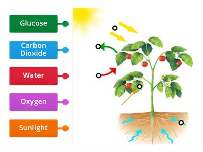 Label Photosynthesis
