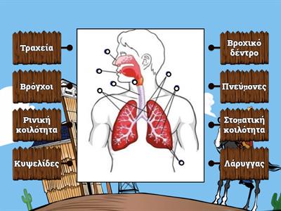 Τα μέρη του αναπνευστικού συστήματος