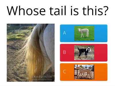  Match the tails to the animals