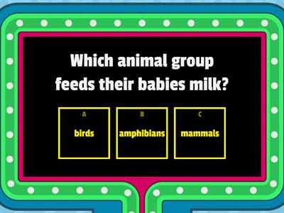 Animal Groups