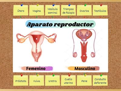 Aparato reproductor Femenino & Masculino