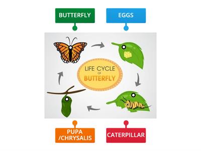 BUTTERFLY LIFE CYCLE