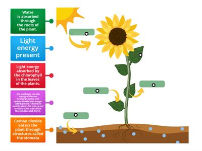 Photosynthesis Processes