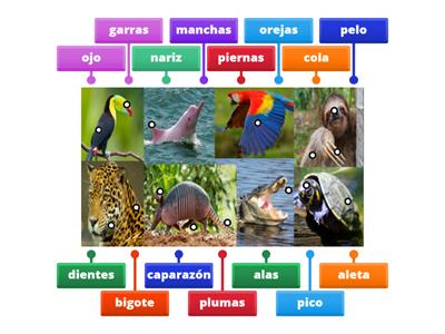 Partes del cuerpo de los animales