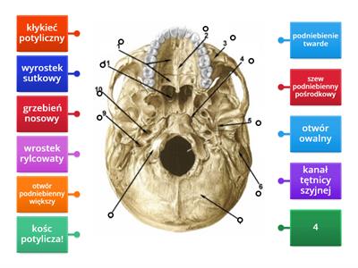 podstawa czaszki (widok z dołu)