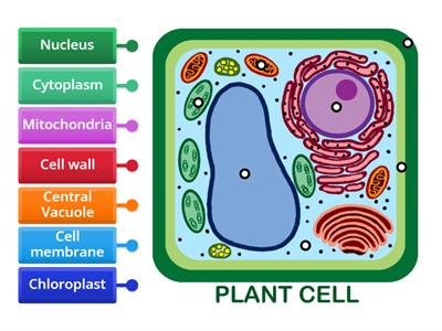 RHS Plant cell labelling