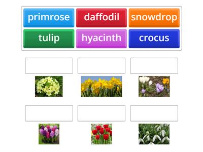 Spring flowers:  match up