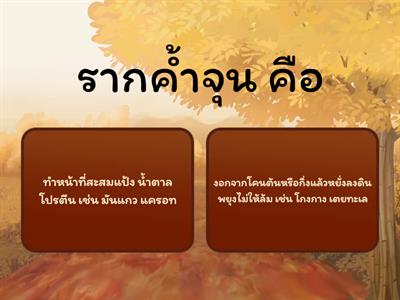 วิทย์ ป4 พืช ตอนที่16