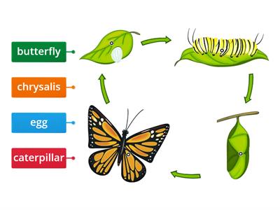 Butterfly life cycle 