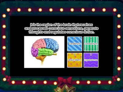 Muscular and Nervous System