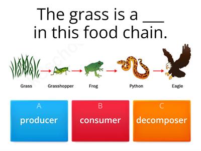 Food Chains and Food Web Review 