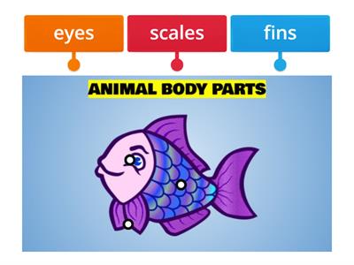 Animal Body Parts 4
