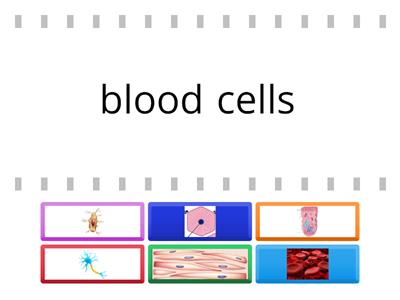 Y5 U1 Types of cells with photos