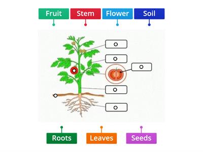 Motivate 2 unit 2 CLIL plant structure