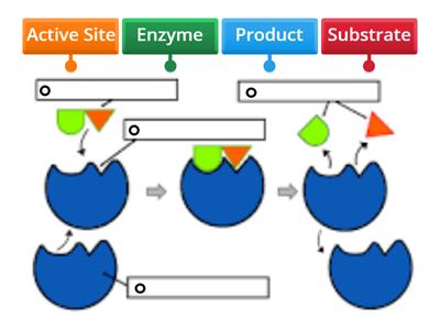 Enzyme Diagram