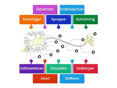 Beschriftung Neuron