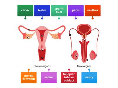 male and female reproductive system