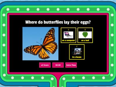 Butterfly Life Cycle