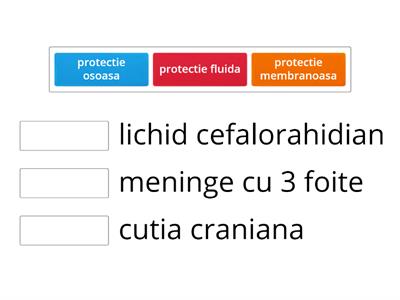 Asoiaza notiunile referitoare la protectia encefalului