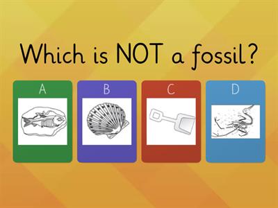 Gr3:  Fossils Quiz - Practice