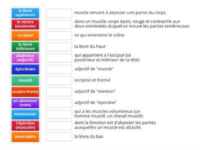 Français médical - Le muscle occipito-frontal: ventre frontal (vocabulaire)