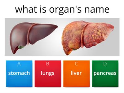 digestive system