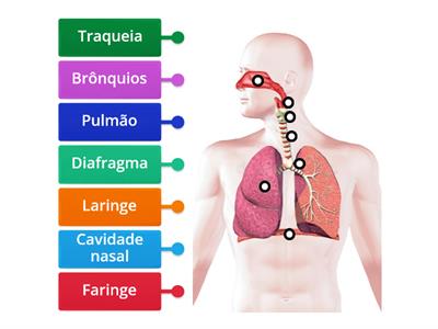Identifique as partes do sistema respiratório