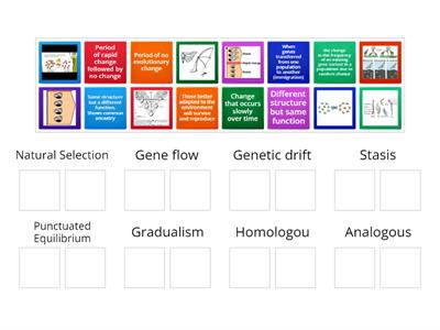 Evolution Vocab 1