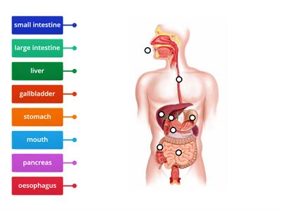 The Digestive Organs