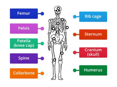 skeleton labelled diagram