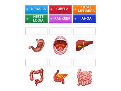 Digestio aparatua