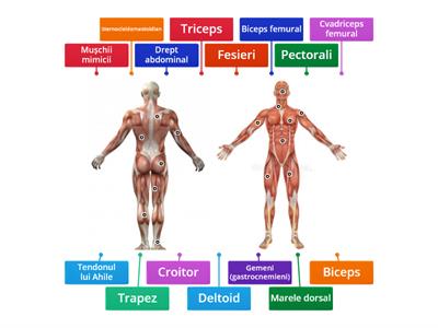  Sistemul muscular