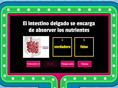 Funciones de  los órganos del sistema digestivo