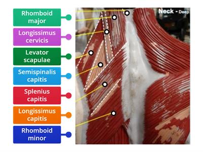 (RED) Neck Muscles- Deep