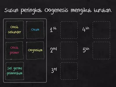 BIOLOGI :15.2 Peringkat Oogenesis