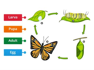 Y2 Insect life cycle
