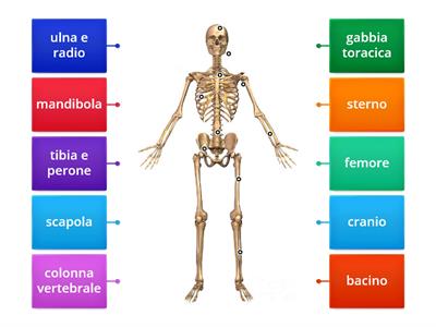L`apparato scheletrico
