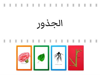 اجزاء النبات