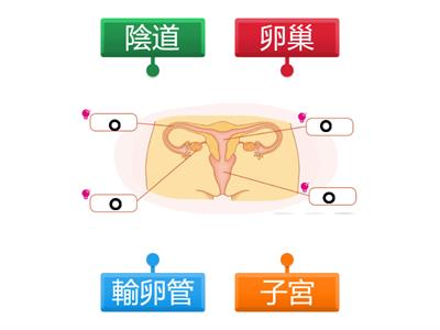 女性的生殖器官