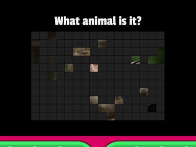 Guessing game - wild animals 