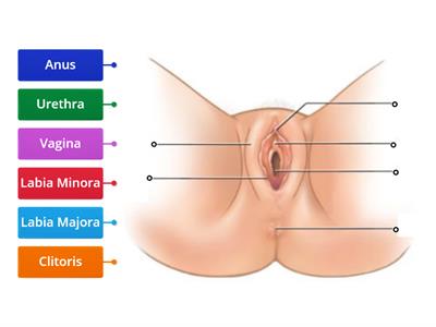 XX External Reproductive Anatomy